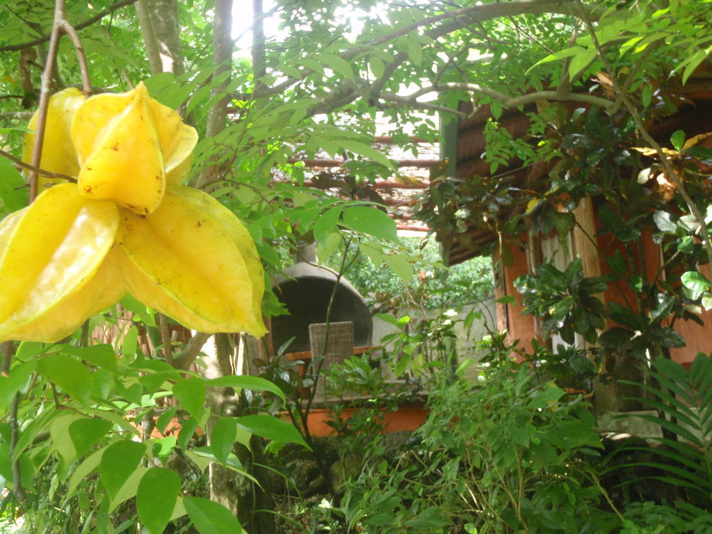 Pachamama Tropical Garden Lodge Malpais Exteriör bild